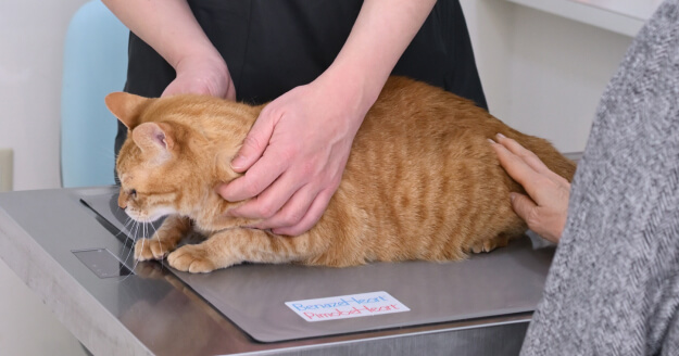 よくあるねこちゃんの症状