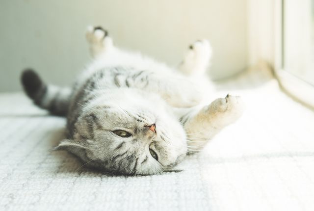 仰向けに寝転がる猫