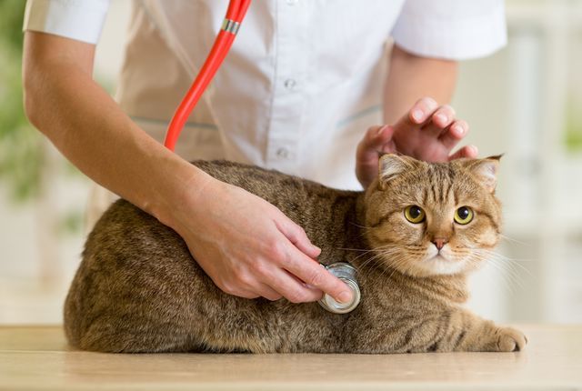 診察を受ける猫