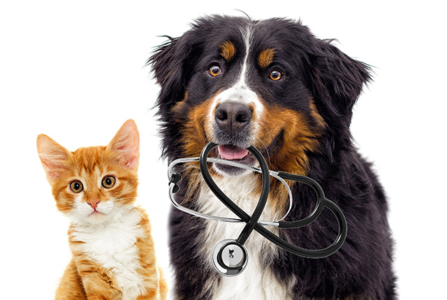 聴診器を咥える犬と猫