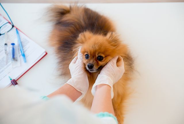 検査を受ける犬