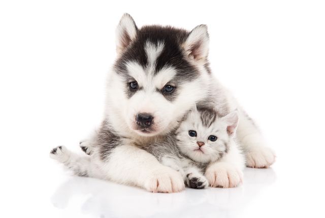寄り添う犬と猫