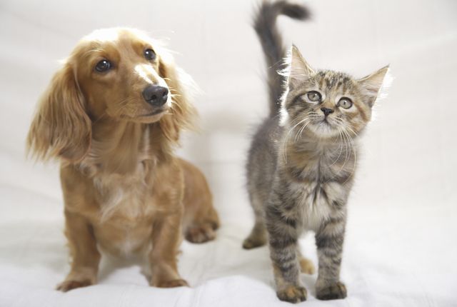 猫と犬