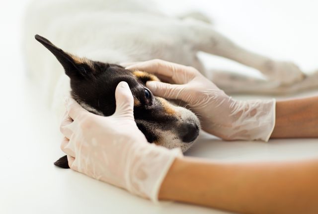 目を診てもらう犬