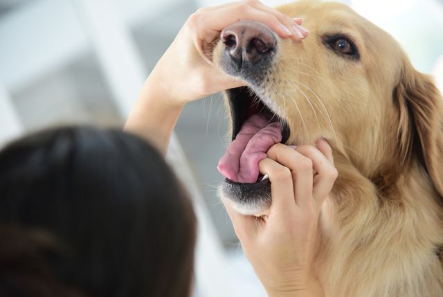 口の中を診てもらう犬