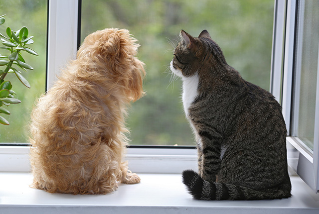 窓辺に座る犬と猫