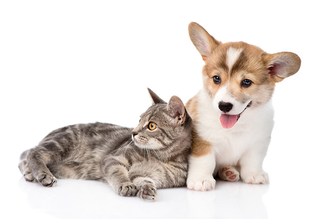 猫と犬