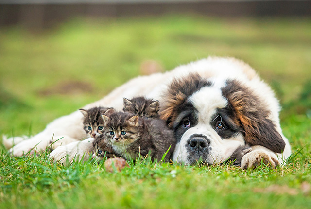 犬と猫