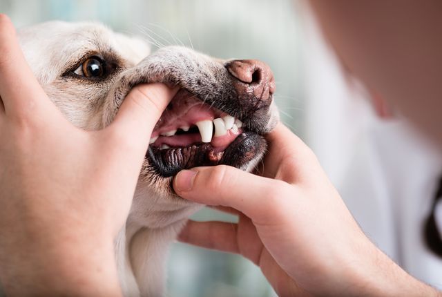 歯を診てもらう犬