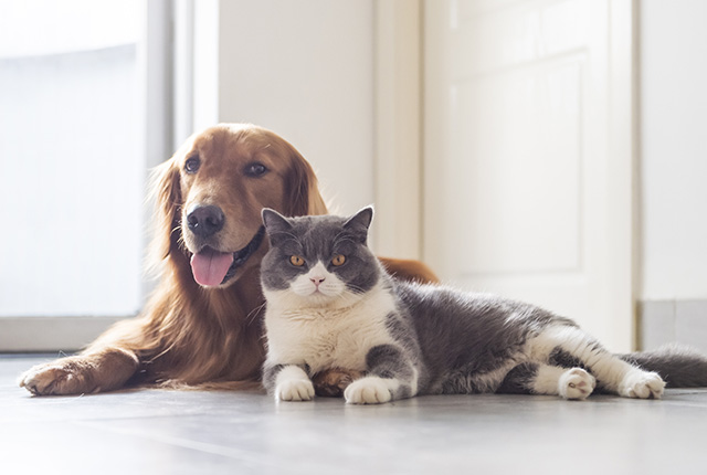 猫と犬