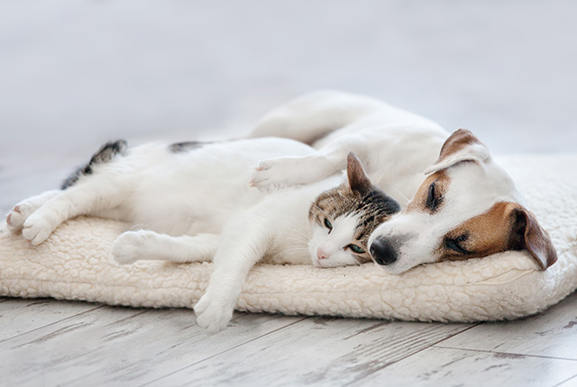 一緒に寝る犬と猫